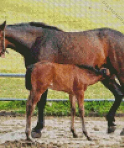 Mare And Foal Diamond Painting