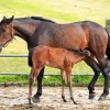 Mare And Foal Diamond Painting