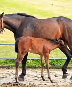 Mare And Foal Diamond Painting