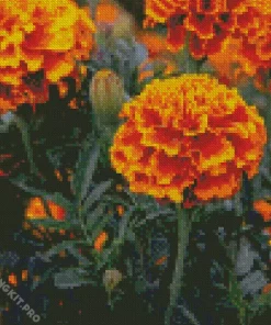 Tagetes Erecta Diamond Painting