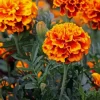 Tagetes Erecta Diamond Painting