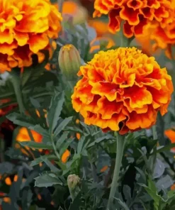 Tagetes Erecta Diamond Painting