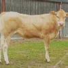 Blonde Cow Diamond Painting