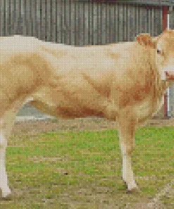 Blonde Cow Diamond Painting