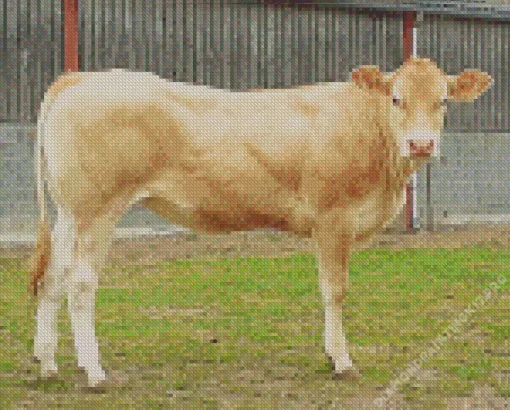 Blonde Cow Diamond Painting