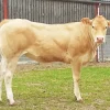 Blonde Cow Diamond Painting