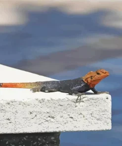 Orange Agama Diamond Painting