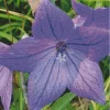 Platycodon Grandiflorus Diamond Painting