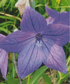 Platycodon Grandiflorus Diamond Painting