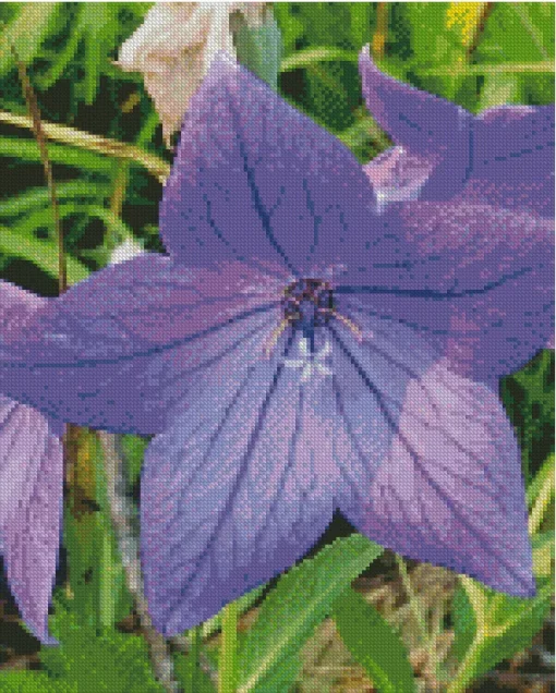 Platycodon Grandiflorus Diamond Painting