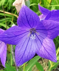 Platycodon Grandiflorus Diamond Painting