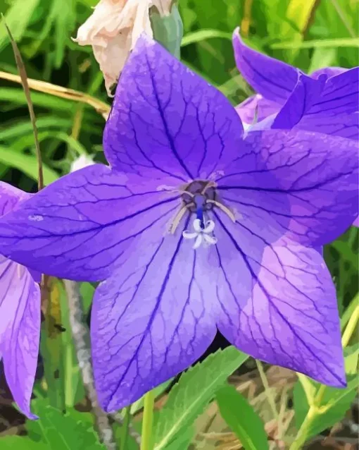 Platycodon Grandiflorus Diamond Painting