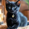 Baby Bombay Cat Diamond Painting