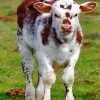 Baby Brown And White Cow Diamond Painting