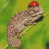 Baby Chameleon Diamond Painting