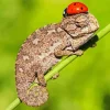 Baby Chameleon Diamond Painting