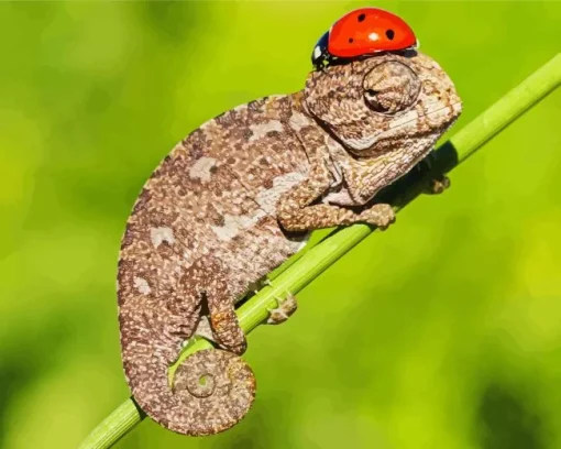 Baby Chameleon Diamond Painting