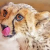 Baby Cheetah Diamond Painting