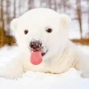 Baby Knut Polar Bear Diamond Painting