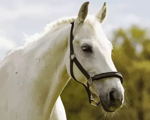 Beautiful White Stallion Diamond Painting