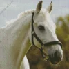 Beautiful White Stallion Diamond Painting