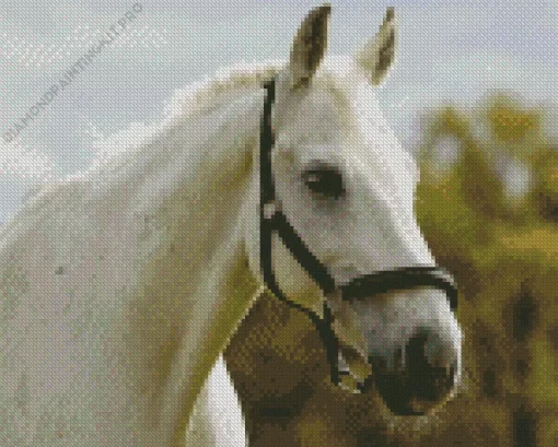 Beautiful White Stallion Diamond Painting
