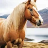 Blond Hair Horse Diamond Painting