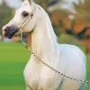 Blonde Arabian Horse Diamond Painting