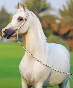 Blonde Arabian Horse Diamond Painting