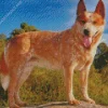 Blonde Australian Cattle Dog Diamond Painting