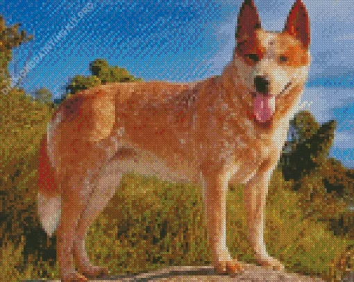 Blonde Australian Cattle Dog Diamond Painting