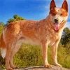 Blonde Australian Cattle Dog Diamond Painting