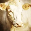 Blonde Cow Diamond Painting