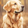 Blonde Labrador Diamond Painting