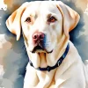 Blonde Labrador Dog Diamond Painting