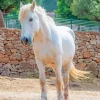 Blonde Stallion Horse Diamond Painting