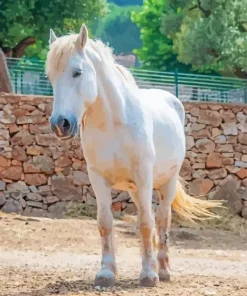 Blonde Stallion Horse Diamond Painting