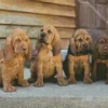 Bloodhound Puppies Diamond Painting