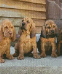 Bloodhound Puppies Diamond Painting