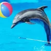 Dolphin Playing With Ball Diamond Painting