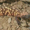 Gila Monster Diamond Painting