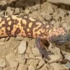 Gila Monster Diamond Painting