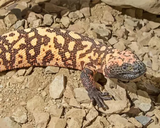 Gila Monster Diamond Painting