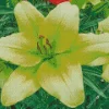 Green Lily Flower Diamond Painting