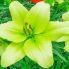 Green Lily Flower Diamond Painting