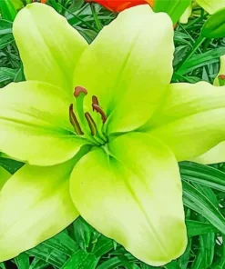 Green Lily Flower Diamond Painting