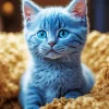 Grey Baby Kitty With Blue Eyes Diamond Painting
