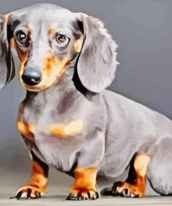 Grey Male Dachshund Diamond Painting