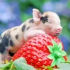 Pig With Strawberry Diamond Painting