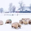 Sheep In Snow Diamond Painting